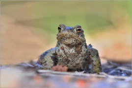<p>ROPUCHA OBECNÁ (Bufo bufo) ---- /Common toad - Erdkröte/</p>